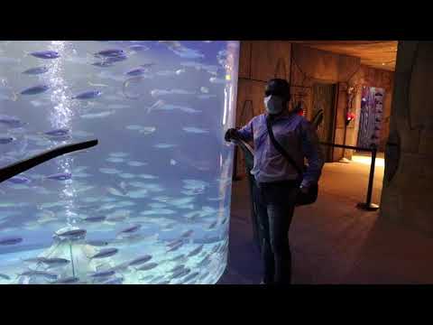 lost chambers aquarium dubai atlantis aquaventure #lost #chambers #aquarium #atlantis #aquaventure