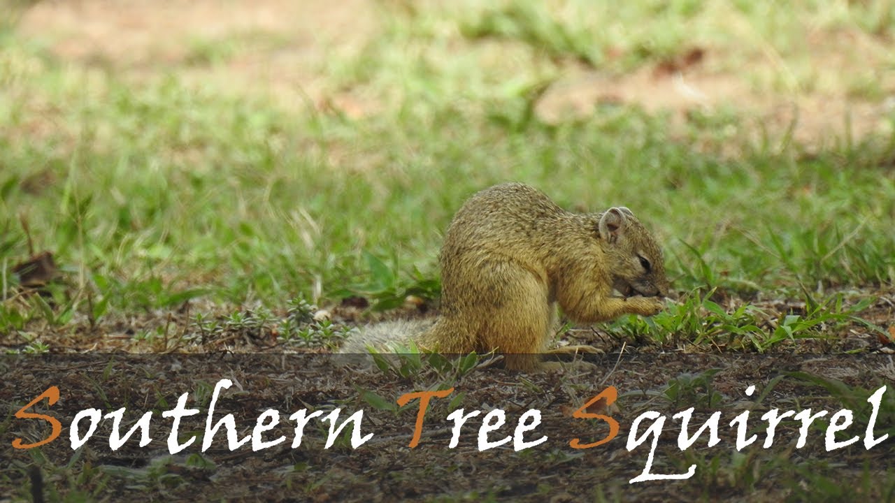 Tree Squirrel (Paraxerus cepapi) Alarm Call & Noises | Tree Squirrel Video | Stories Of The Kruger