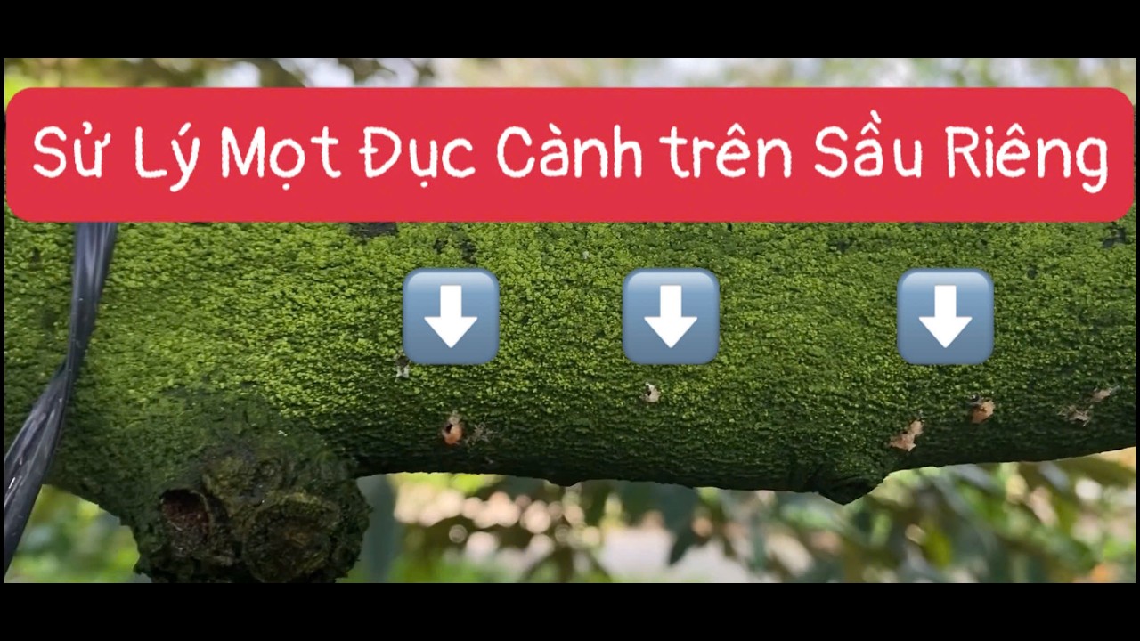 Sử Lý Mọt Đục Cảnh 