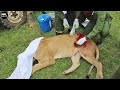 Injured lion but lucky  and  saved by man  animal fighting  atp earth