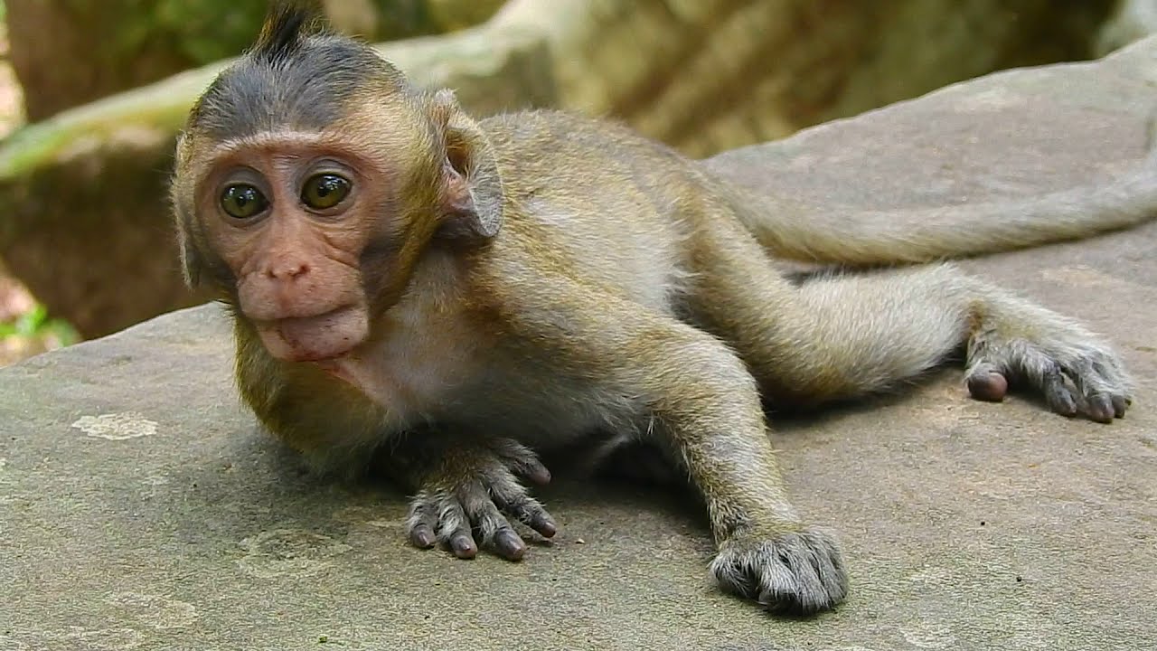 Update baby monkey David today - YouTube