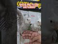 Albino pearl female & white-faced male cockatiel, hand-tamed pair at wajid exotic pets