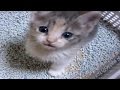 子猫保護 甘えん坊の鳴き声がたまらない