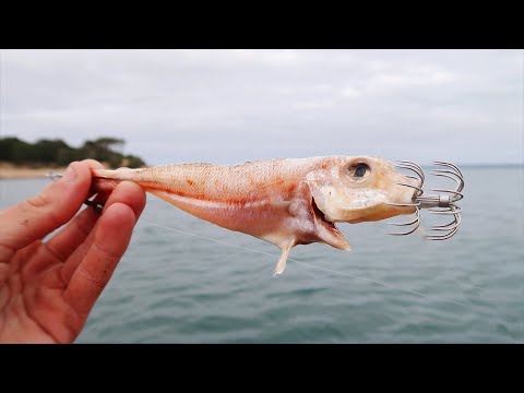 The Best Bait For Big Squid!?! 