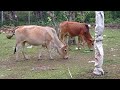 Cows !!! A Couple Of Lovers Grazing Together - Romantic Lovers