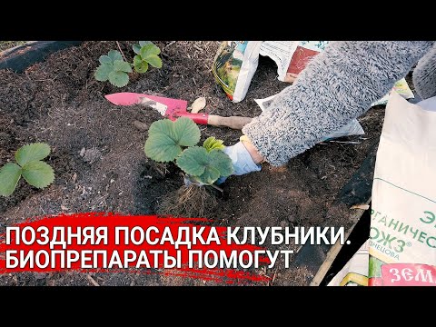 Поздняя посадка клубники. Биопрепараты помогут