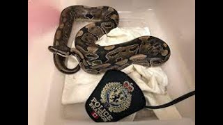Police Snake Interrogation