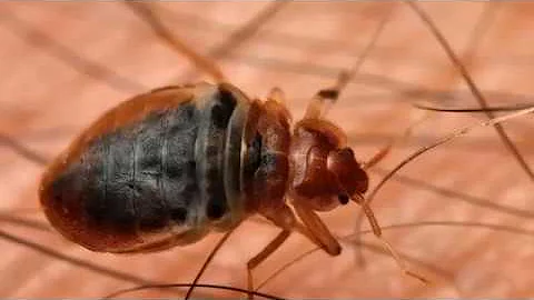Bed Bug Treatment | Gunter Pest & Lawn | Kansas City, MO