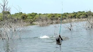 Village fisherman catching 7kg big rohu fish in krishna|| Indian river fishing|| Amazing techniques