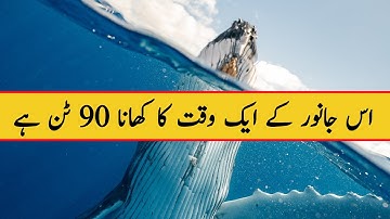 It’s like a living submarine! Amazing drone view of the Blue Whale!