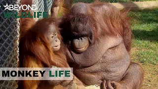 S6E11 | Oshine Shows Her Softer Side To Baby OrangUtan Silvestre | Monkey Life | Beyond Crime