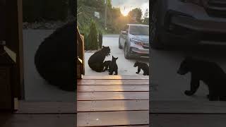 A Family of Bears Visited Our Cabin || ViralHog