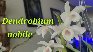 Dendrobium nobile и его гибриды.