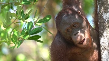 Rocky traveling and hanging around in the canopy!