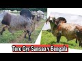 Conoce los Dos mejores Toros Gyr Sansao y Bengala-El Salvador en el campo