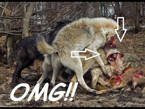 Wolf Eating Sheep