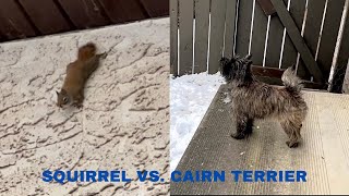 Squirrel Taunts Cairn Terrier