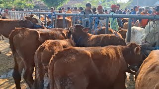 PEDET BETINA‼️UPDATE HARGA SAPI BAKALAN SUPER || PASAR SAPI WARUJAYENG NGANJUK ||
