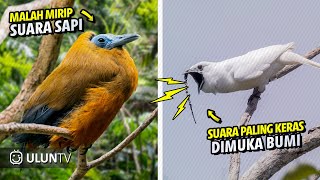 99% Orang Belum pernah dengar! Inilah Suara Burung paling aneh Mulai Mirip Tokek Sampai Mirip Sapi