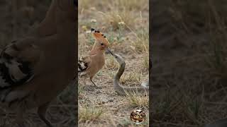 Hoopoe Bird vs Whip Snake, Lightning Fast Strike and Counterattack! 🐍🦜🔥 #wildlife
