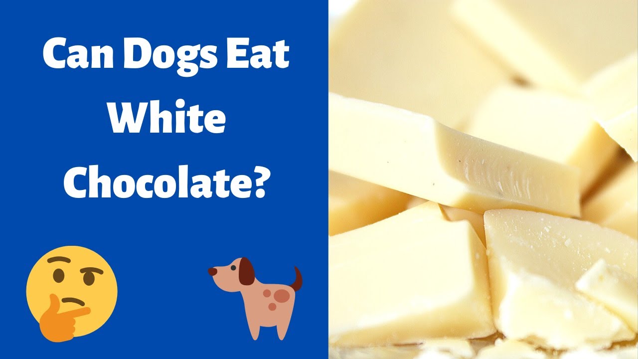 what will white chocolate do to a dog