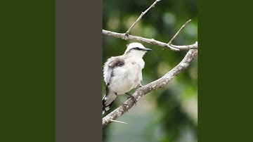 Pulsating Moods for Weekday Work Mode