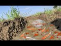 Amazing Lovely woman catch a lot of color fish,Japan Koi fishes in the rice field by hand _10142