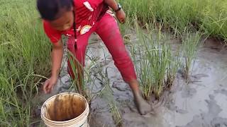 Amazing fishing at Battambang - people fishing in Cambodia - How to Catches fish (Part 117)