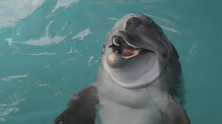 Chasing the Sun - Rescue, Rehab, and Release