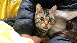 朝起きた瞬間我慢できず妹のところへ甘えに行ってしまった猫