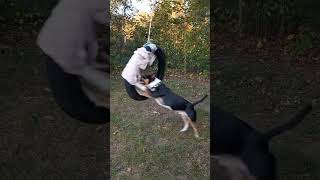 Mini bull terrier funny  #shots #games #prank #village #wheel