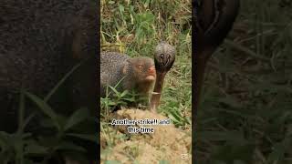 This animal snacks on venomous snakes, but how? #wildlife #mongoosevscobra #mongoose #venomsnake