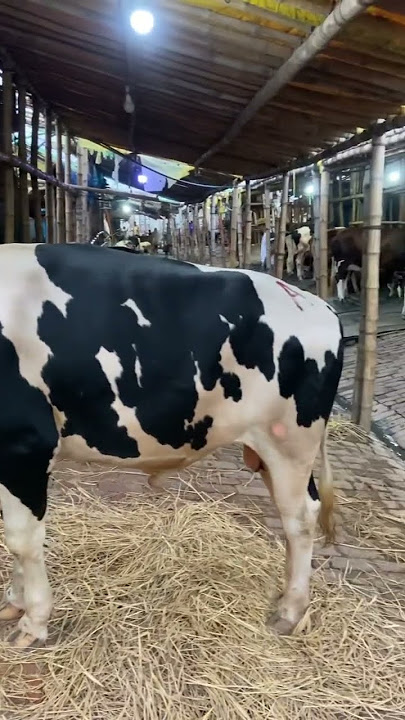 গরু guru cow goru amba hamba cow videos gorur video guru guru goro guru tiktok গরুর  golu#viral