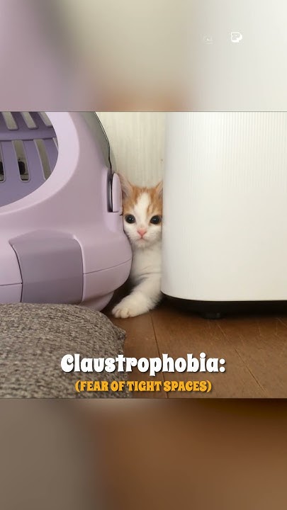 fear-of-tight-spaces-pet-phobias-youtube
