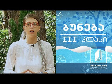 ბუნება, III კლასი - მცენარის ღერო; მცენარის ღეროს მნიშვნელობა #ტელესკოლა