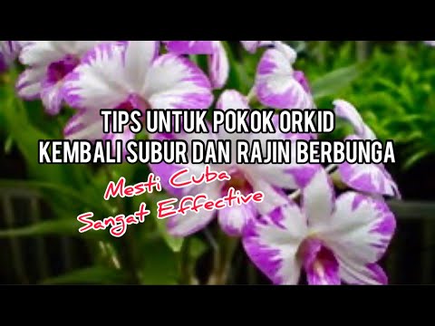 Video: Adakah pokok gabus menumbuhkan semula kulit kayunya?