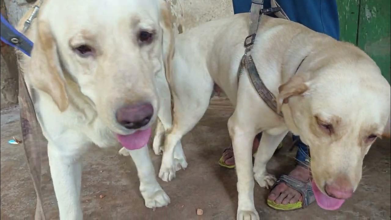 Labrador mating Bhagalpur Bihar SRPetsJunction YouTube