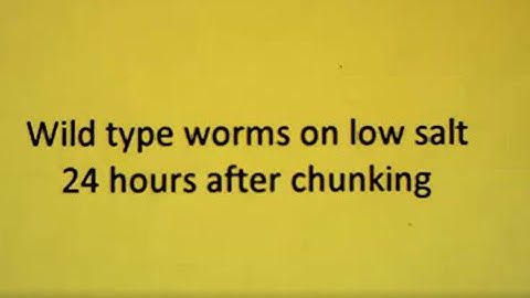 Wild Type C. elegans on low salt plates, 24-hour observation