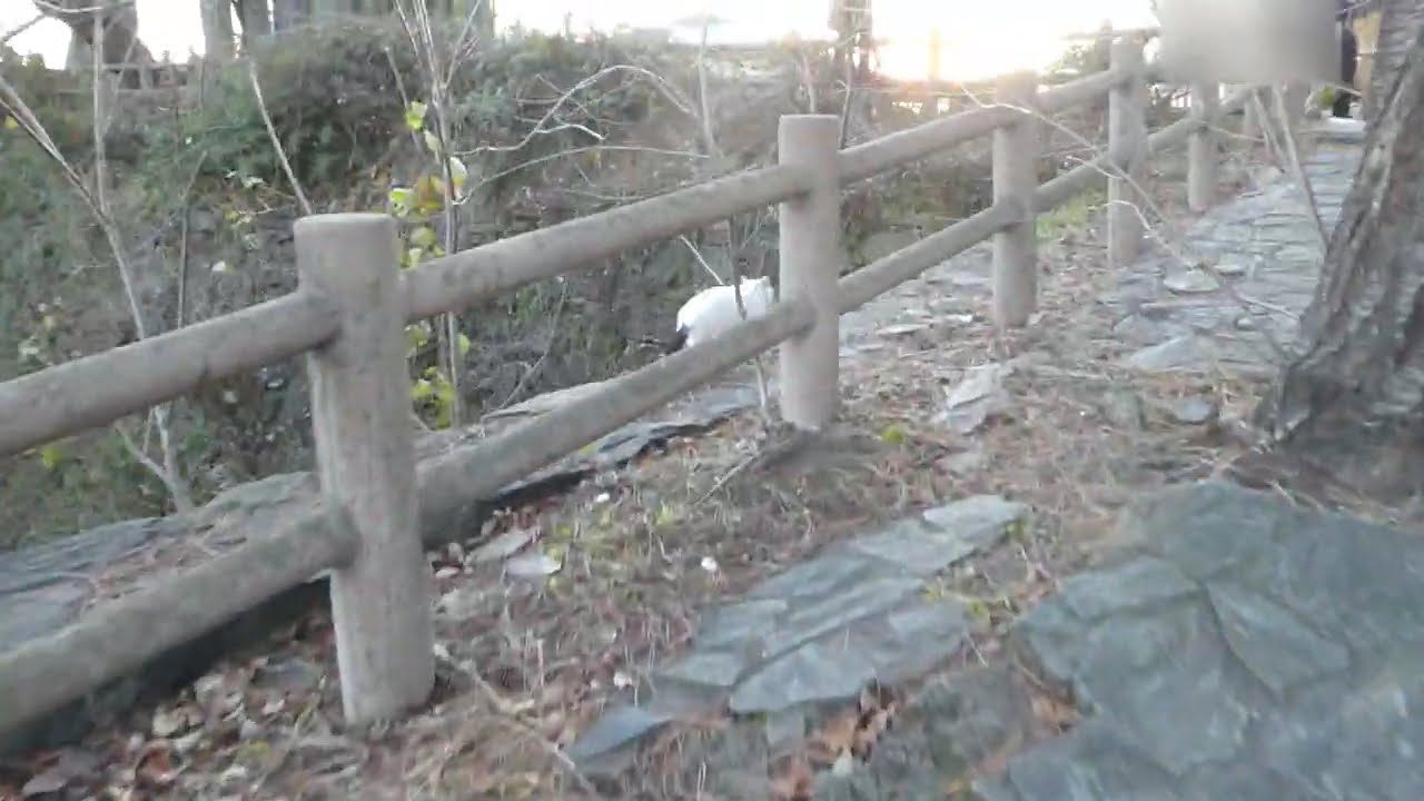 ネコを追いかけて