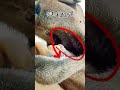 ラクダがサボテンを食べるのが好きな理由を知っていますか? #面白い事実
