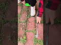 This is a great farming tool #shortvideo #farming #youtubeshorts