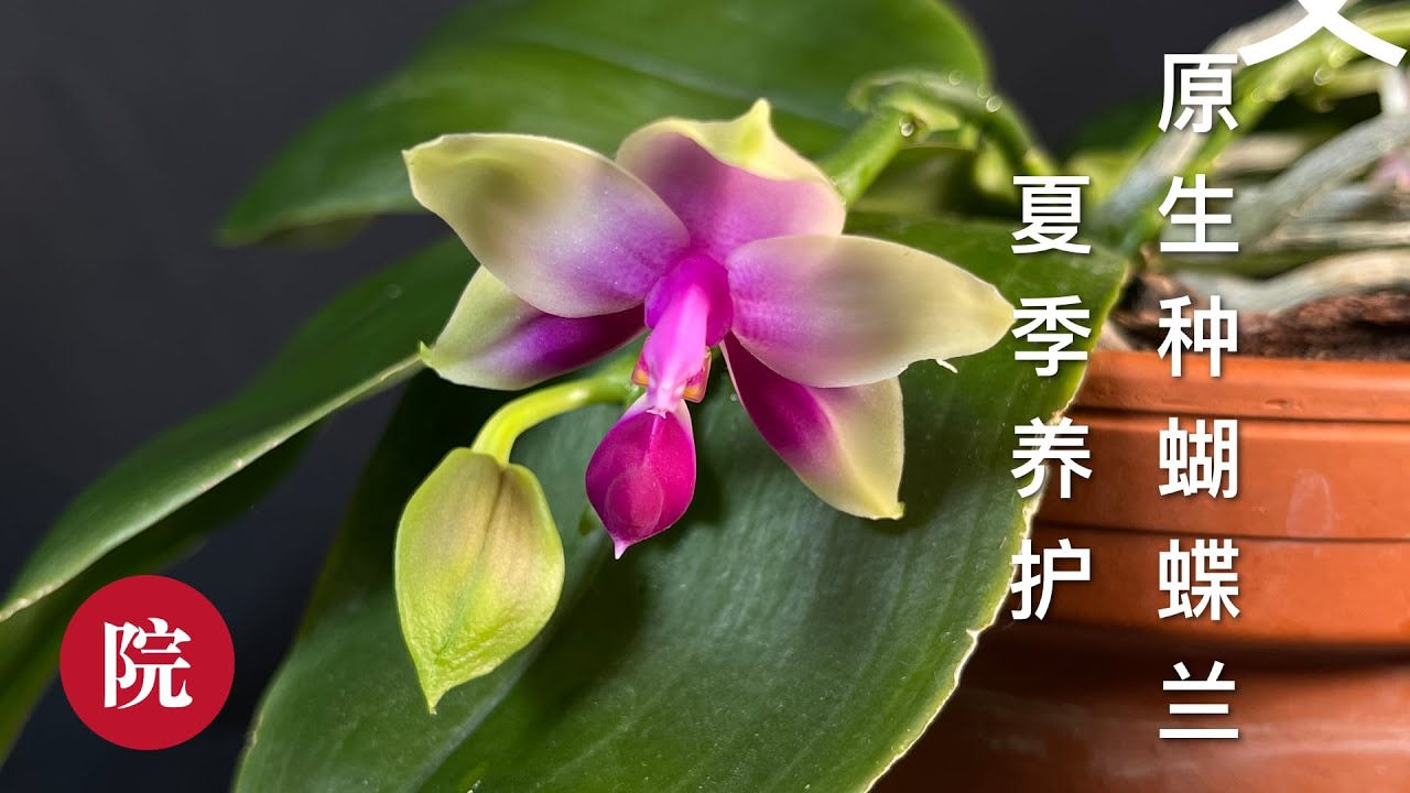 【彬彬有院】花 •752原生种蝴蝶兰夏季养护，分享我的浇水施肥光照经验