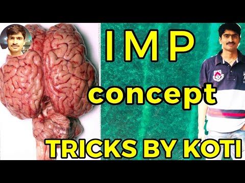 Human brain structure and functions in telugu by koti