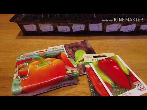 Video: Kaip auginti paprikas polikarbonato šiltnamyje