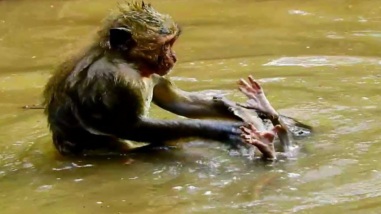 Poor small baby! Small baby nearly drown in the waterDeeDee catch