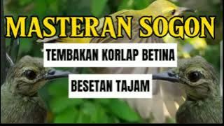 MASTERAN SOGON🔴TEMBAKAN KORLAP (KOlibri  BETINA) BESET SUPER TAJAM🔴