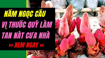 Nấm Ngọc Cẩu là gì? Bất ngờ về tác dụng làm tan nát cửa nhà của Nấm Ngọc Cẩu và sự thật