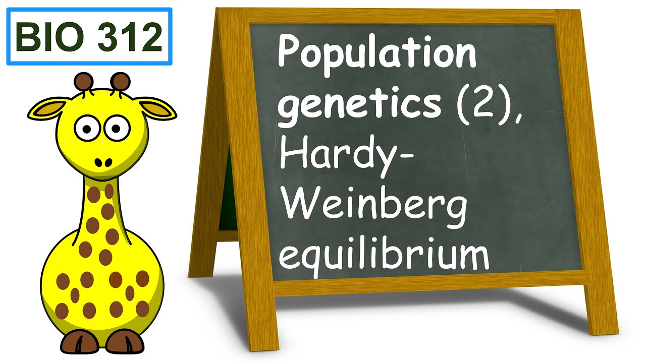 Population genetics (2), Hardy-Weinberg equilibrium. - YouTube