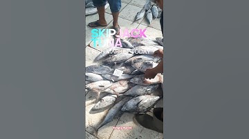 Did You Know This About Skipjack Tuna? Facts You Need to Know About This Popular Fish! #skipjacktuna
