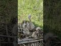 Rescuing Baby Birds in paddy field || #birds #assamesesong #farming #tractor